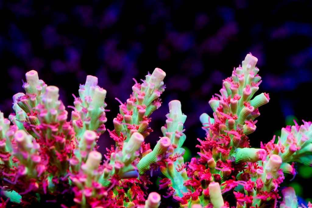 Modern Reef