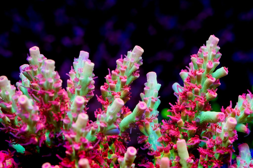 Modern Reef