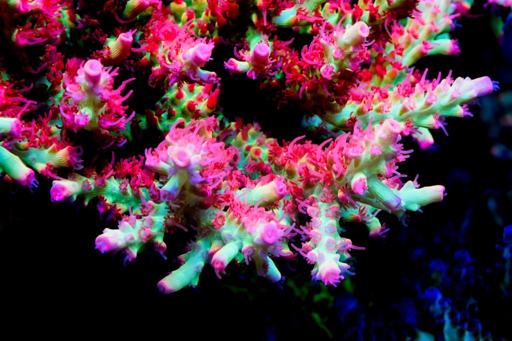 Modern Reef