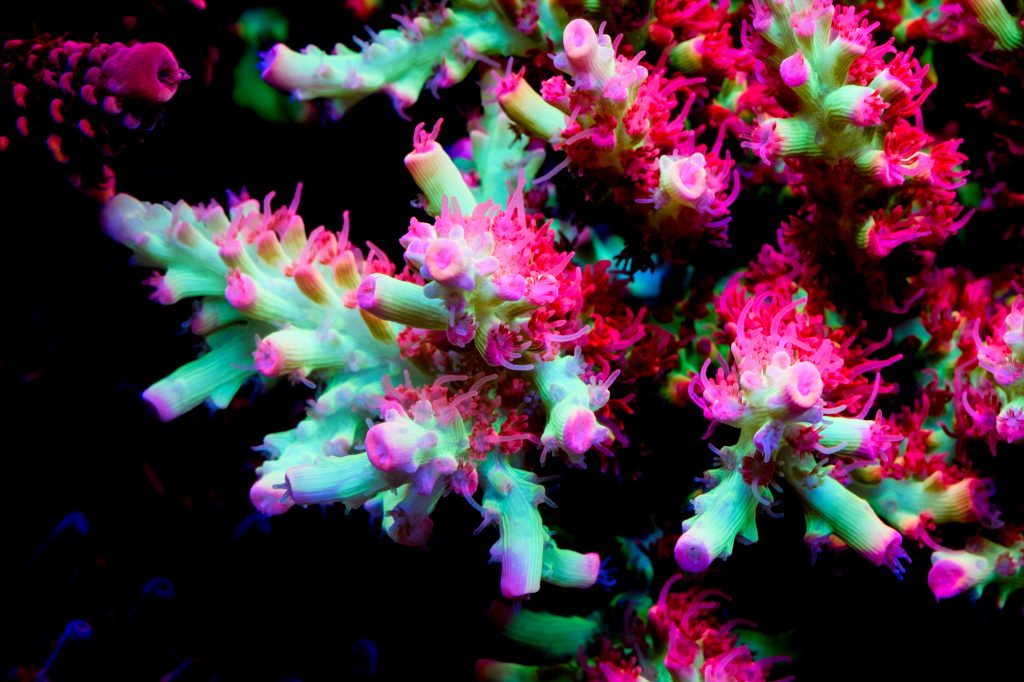 Modern Reef