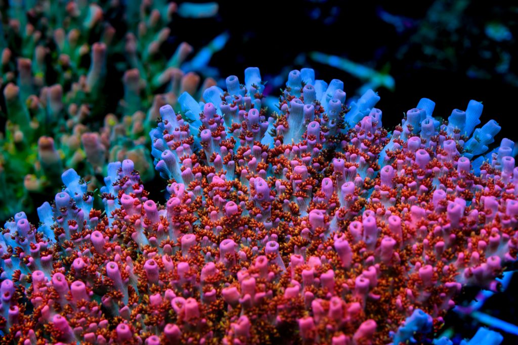 Modern Reef
