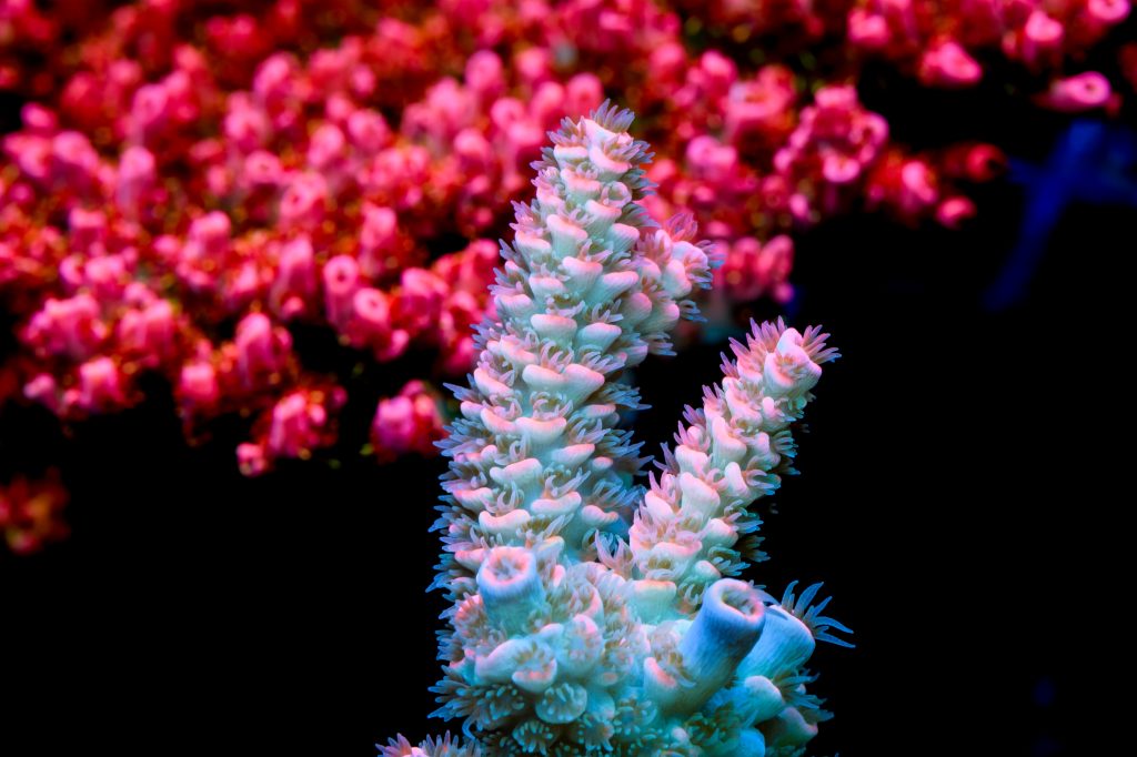Modern Reef