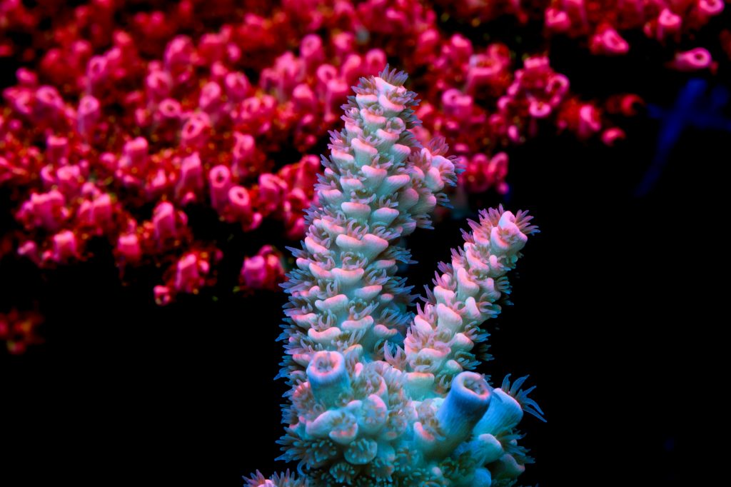 Modern Reef