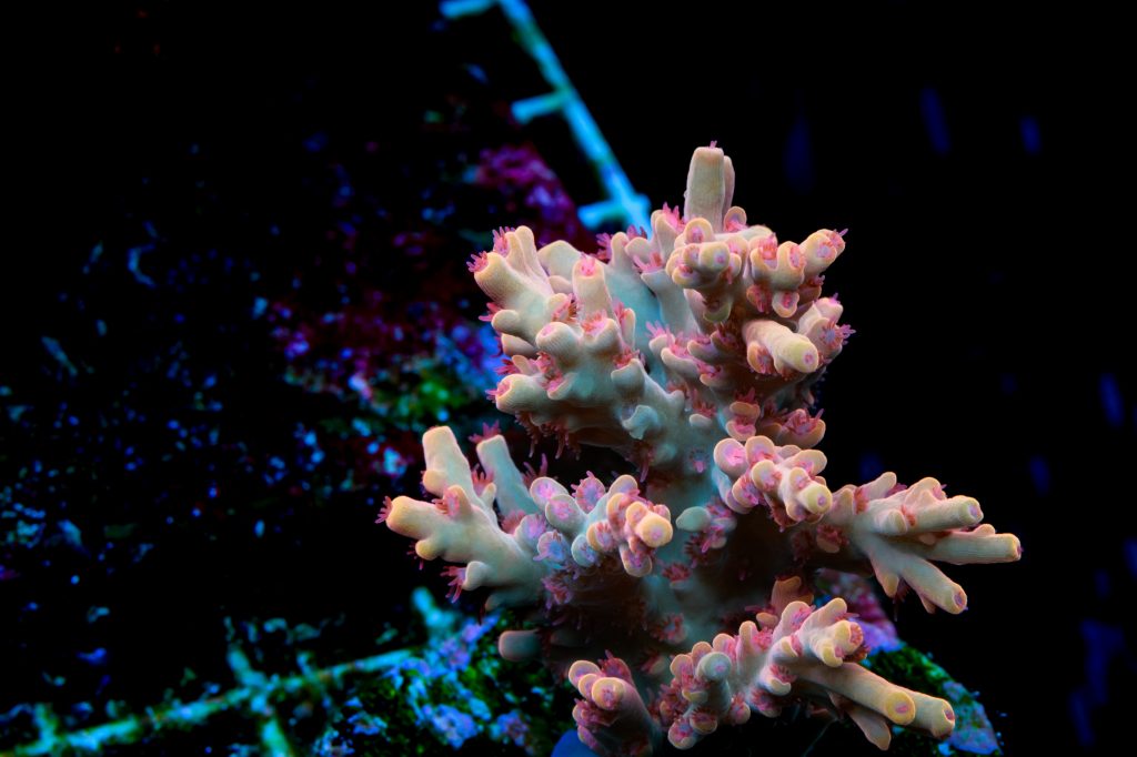 Modern Reef
