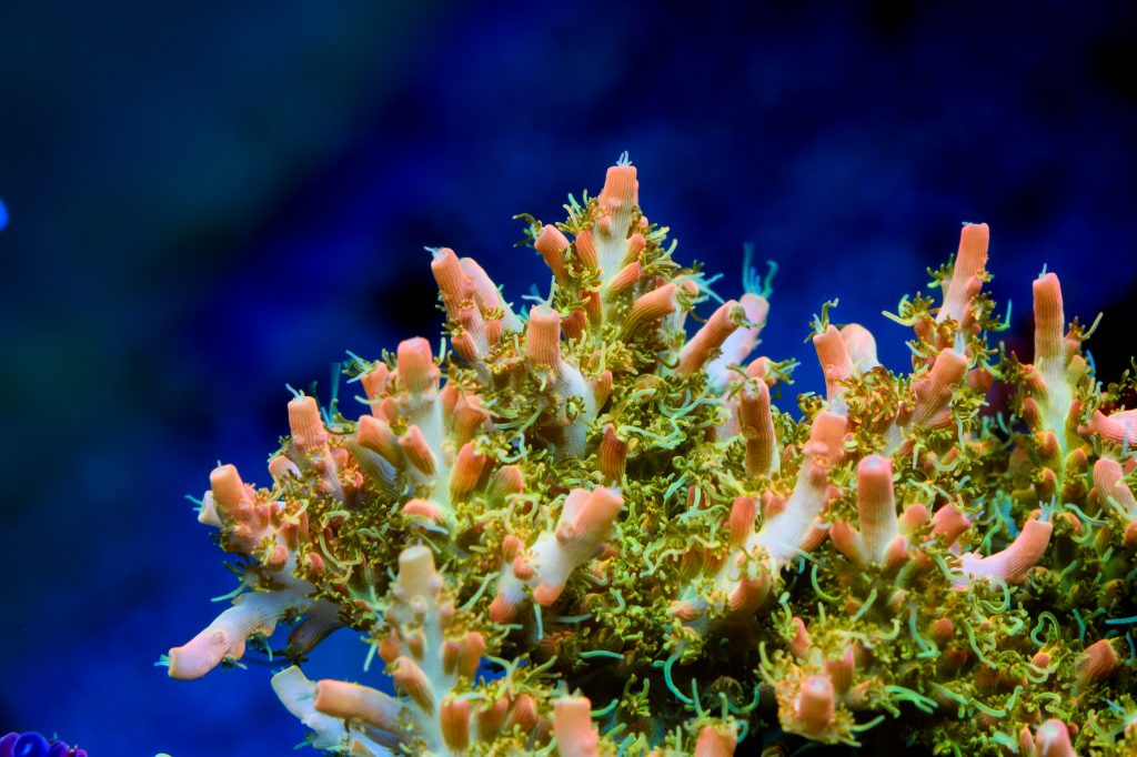 Modern Reef