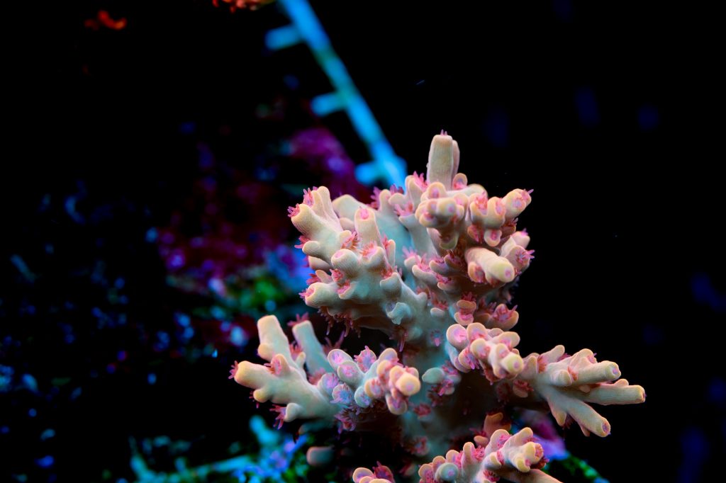 Modern Reef
