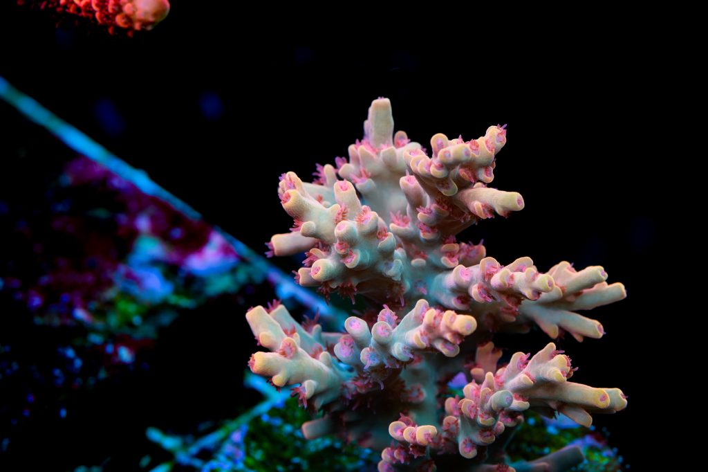 Modern Reef