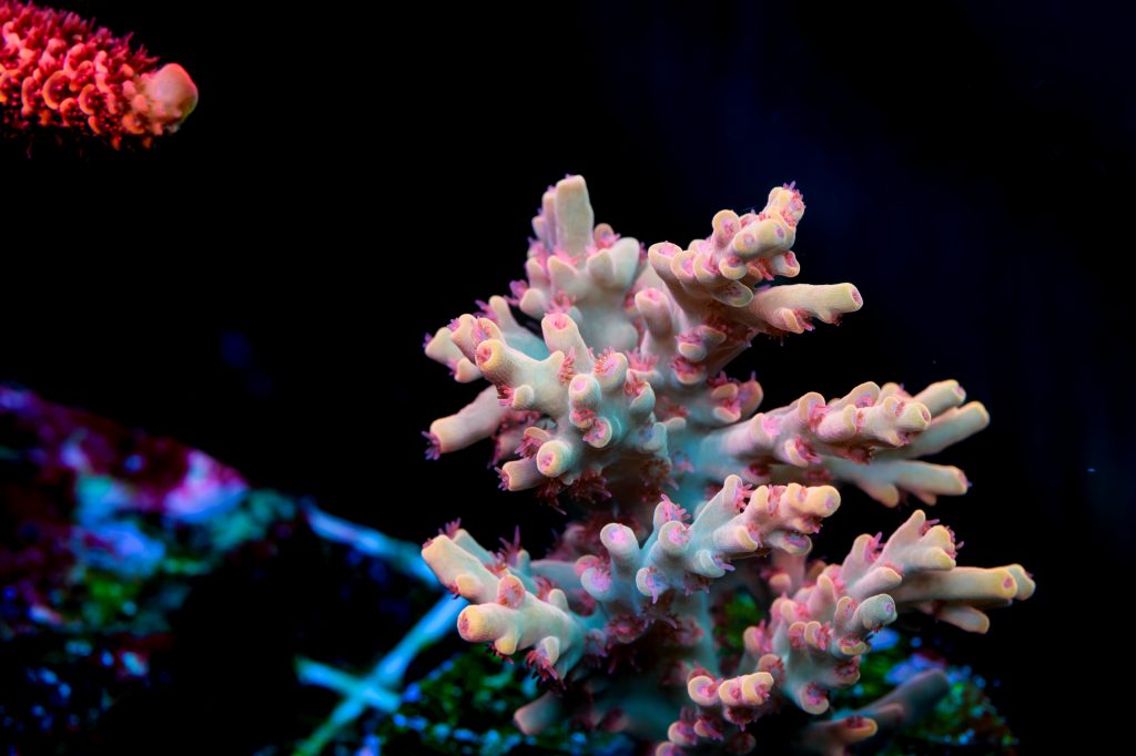 Modern Reef