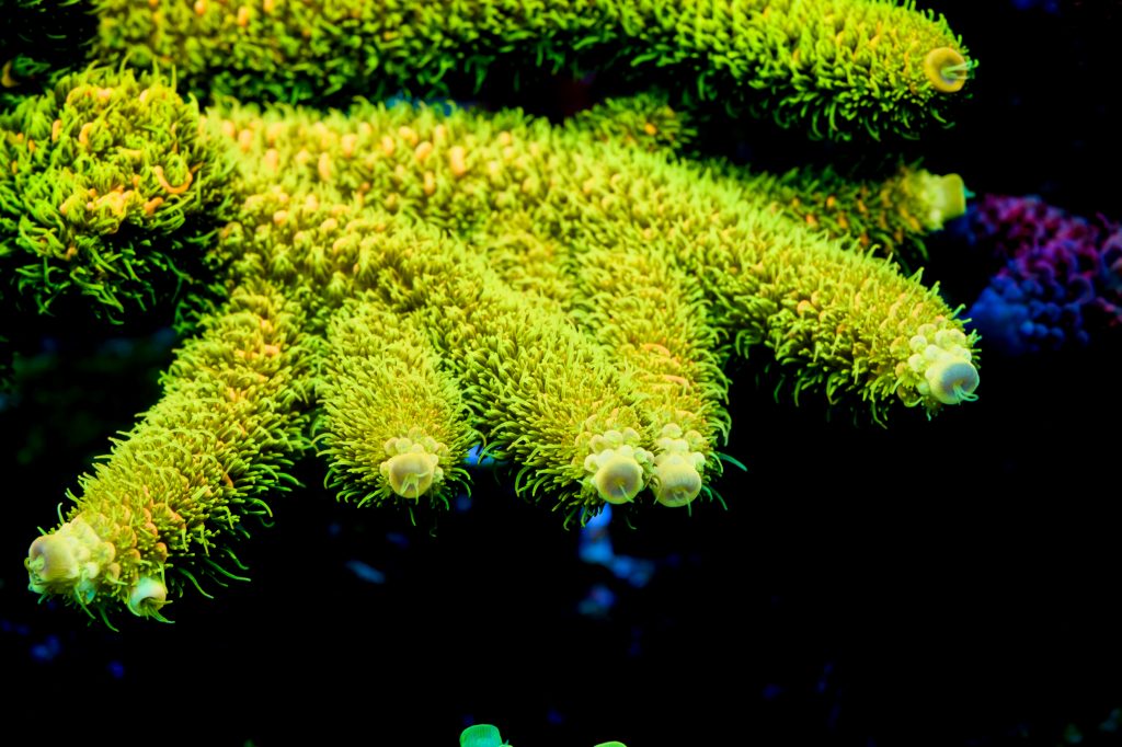 Modern Reef