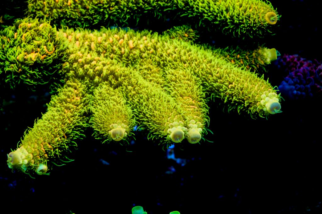 Modern Reef