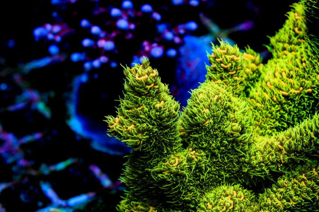 Modern Reef