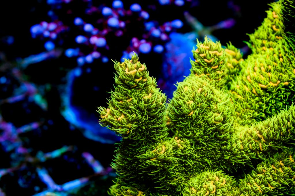 Modern Reef