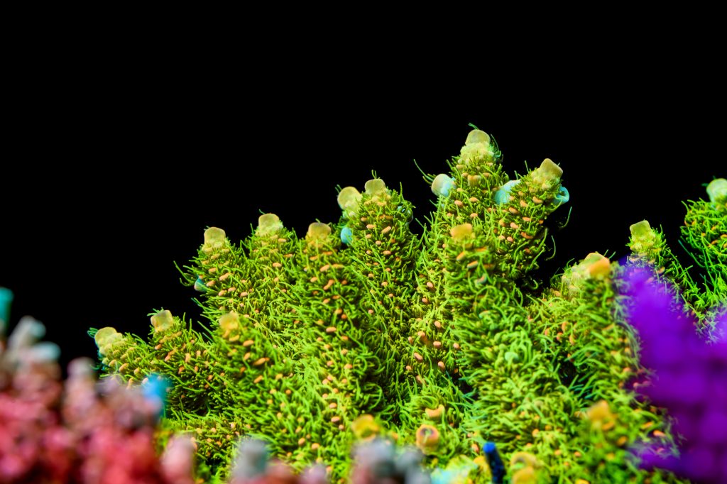 Modern Reef