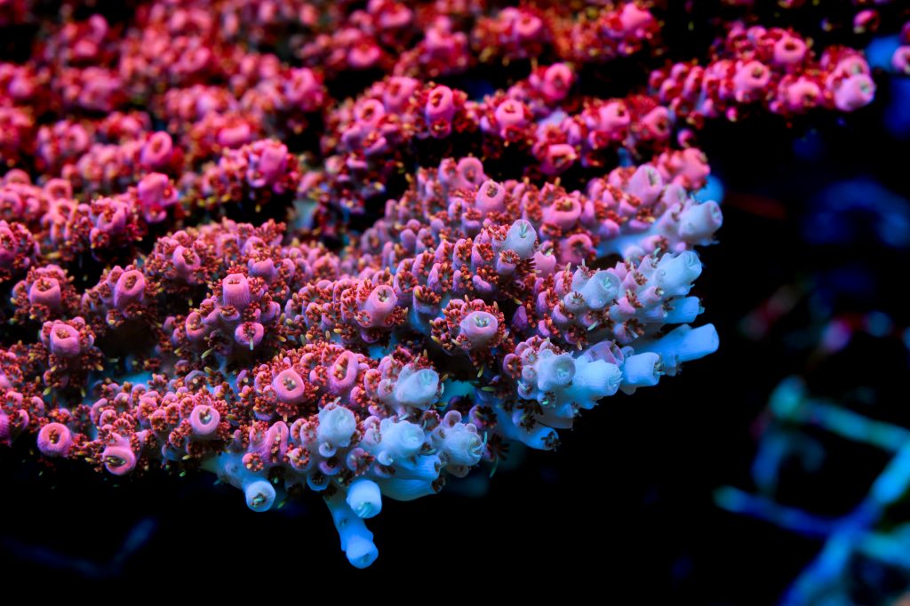 Modern Reef