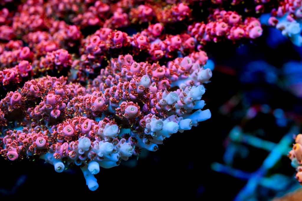 Modern Reef