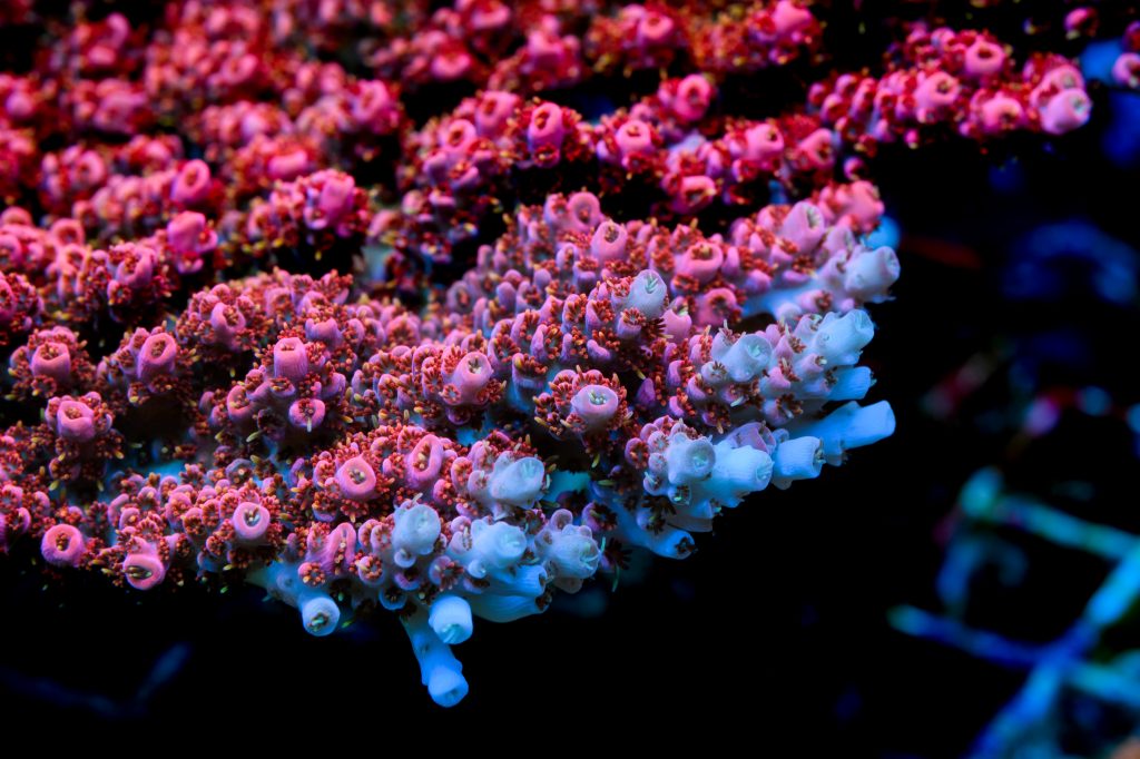 Modern Reef
