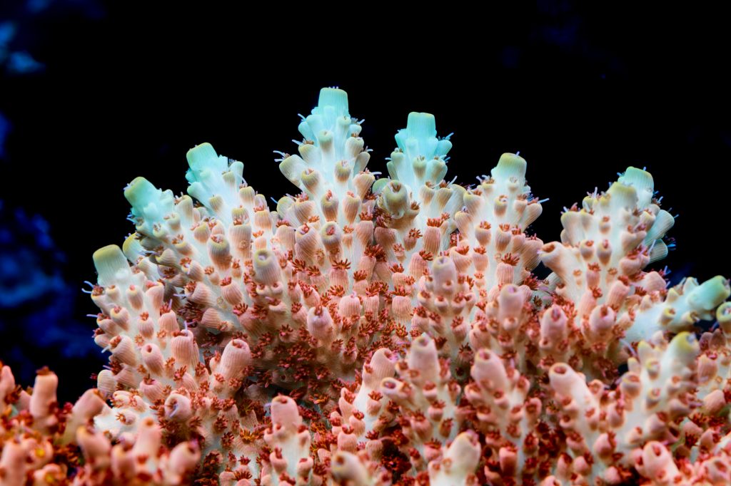 Modern Reef
