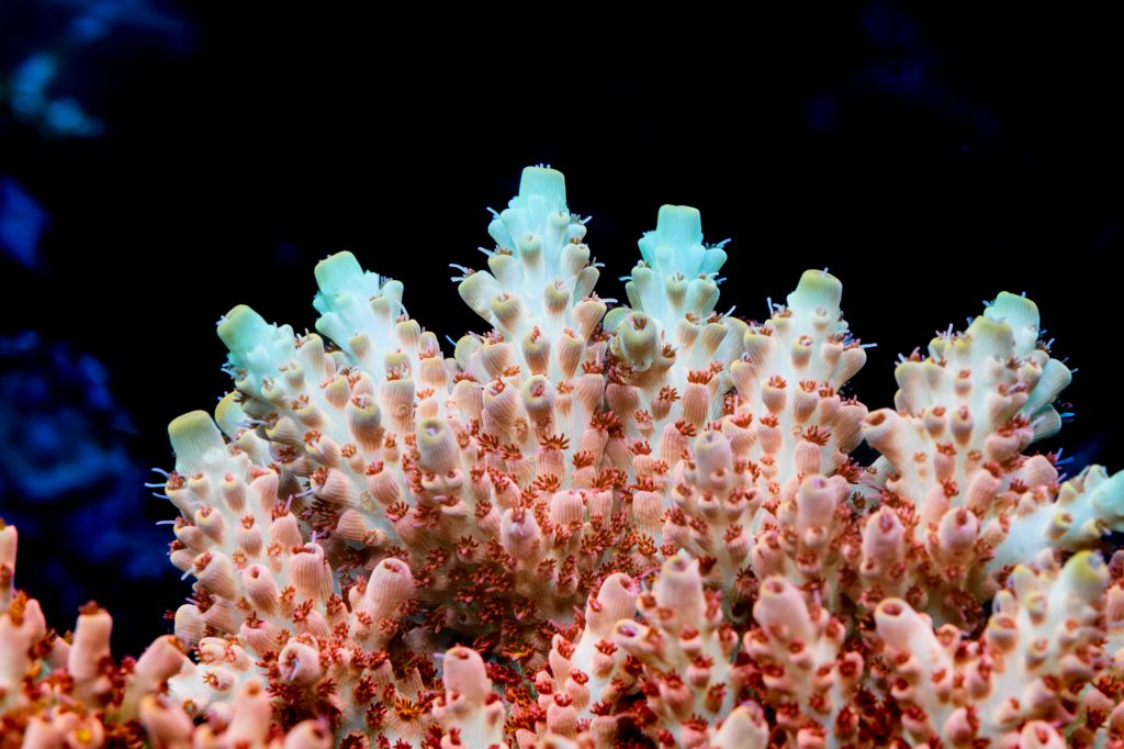 Modern Reef