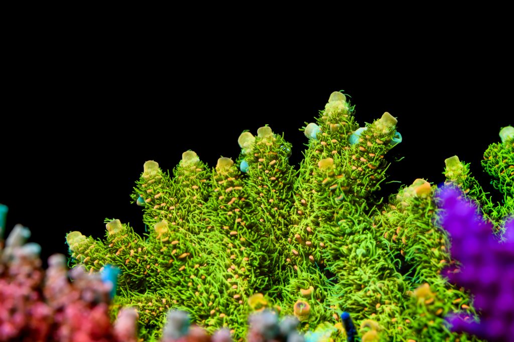 Modern Reef
