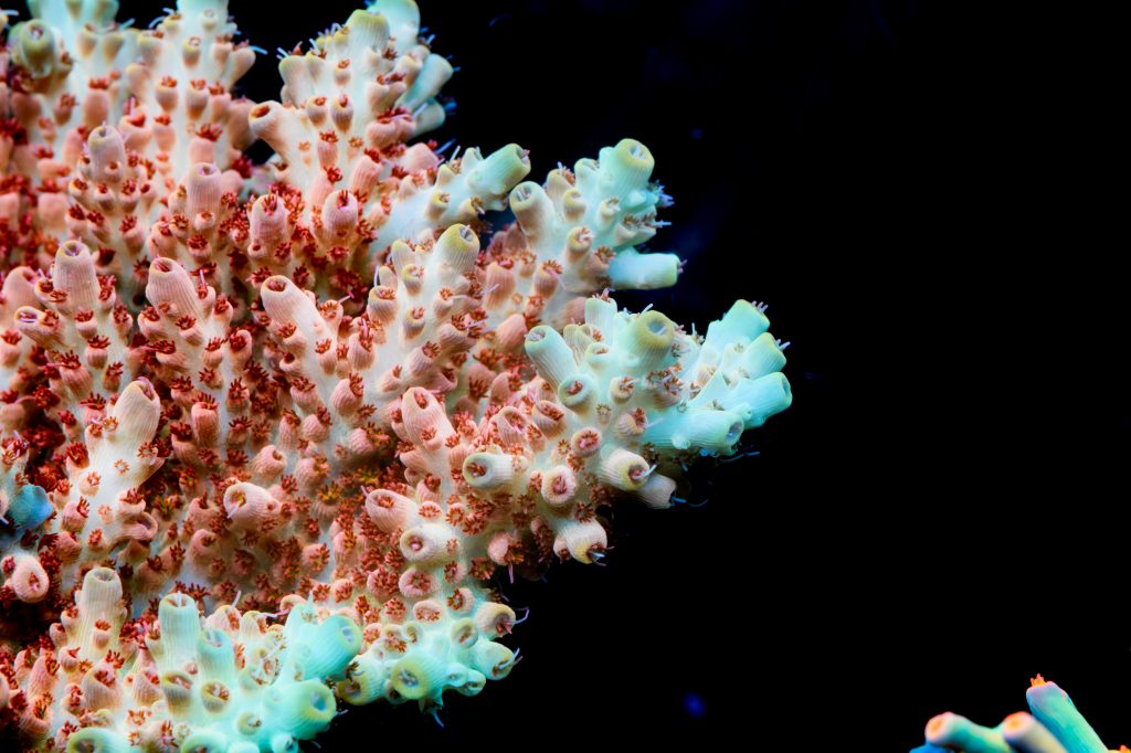 Modern Reef