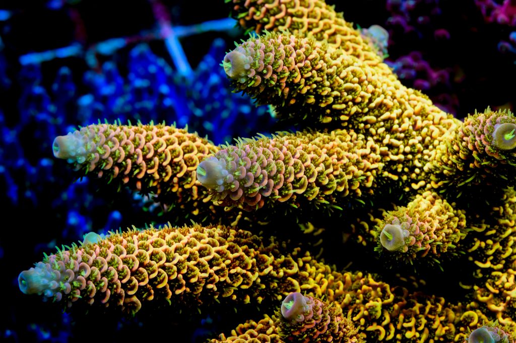 Modern Reef