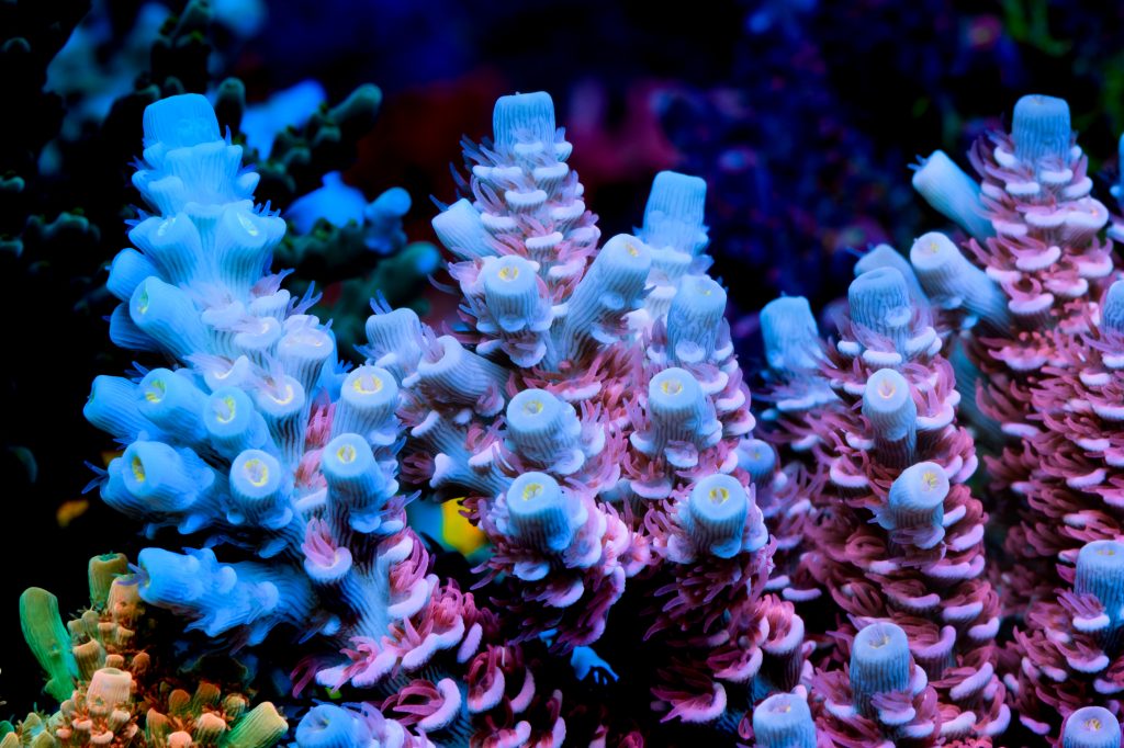 Modern Reef