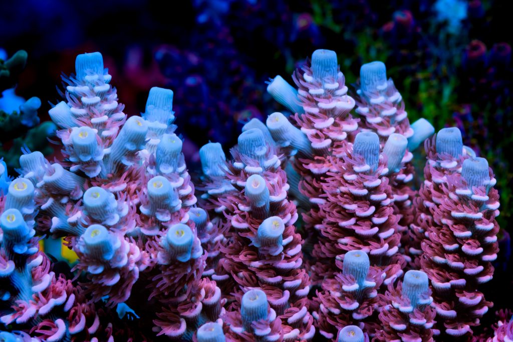 Modern Reef
