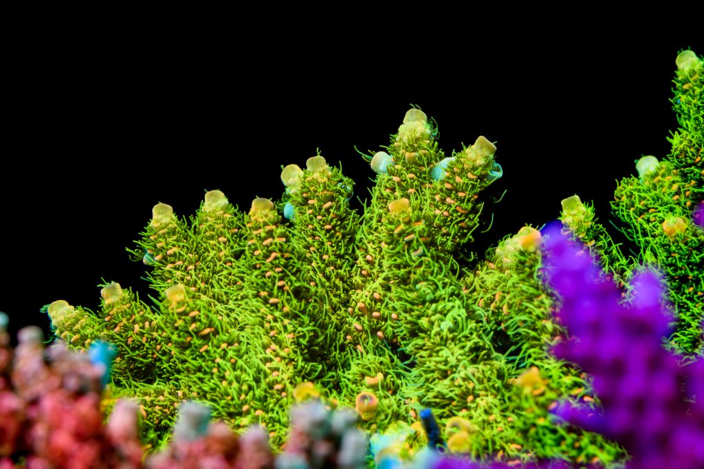 Modern Reef