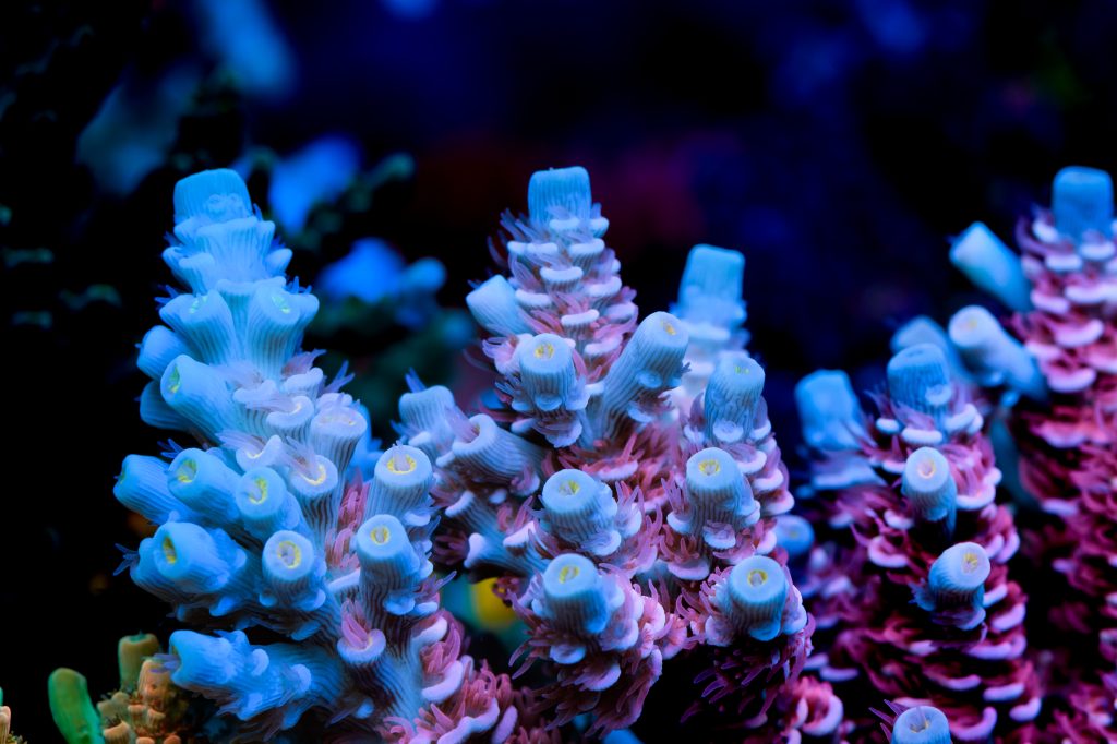 Modern Reef