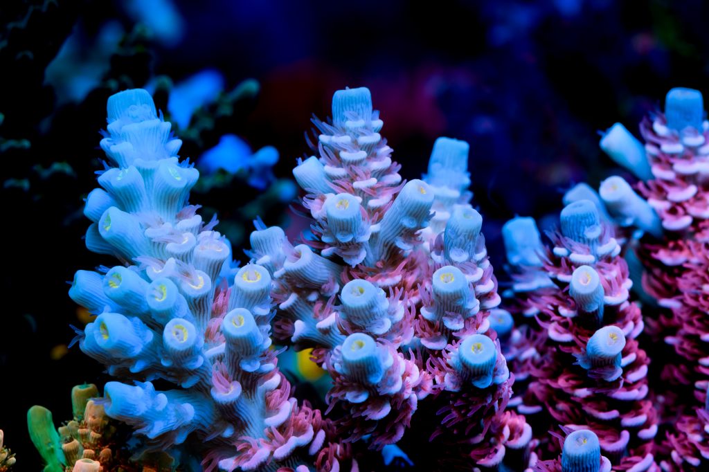 Modern Reef