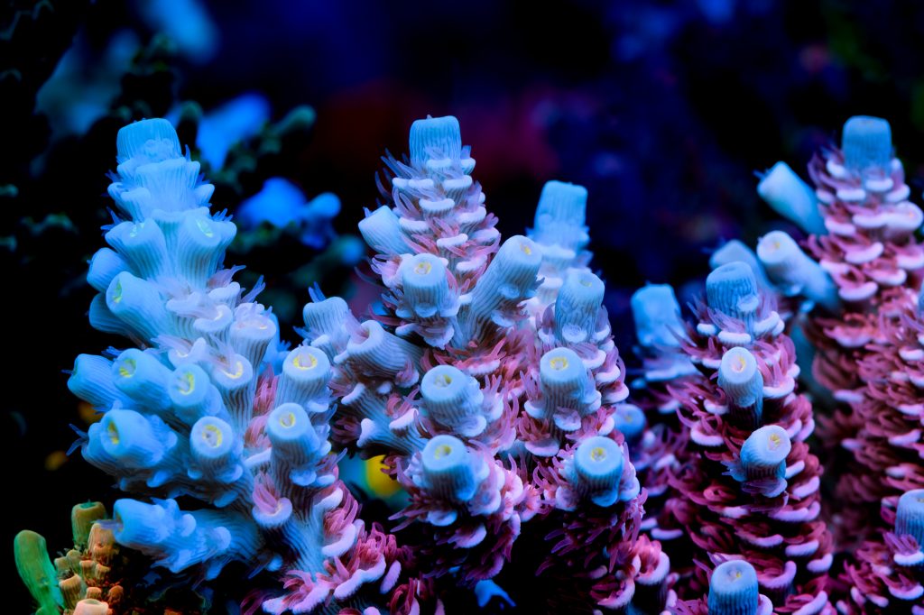 Modern Reef