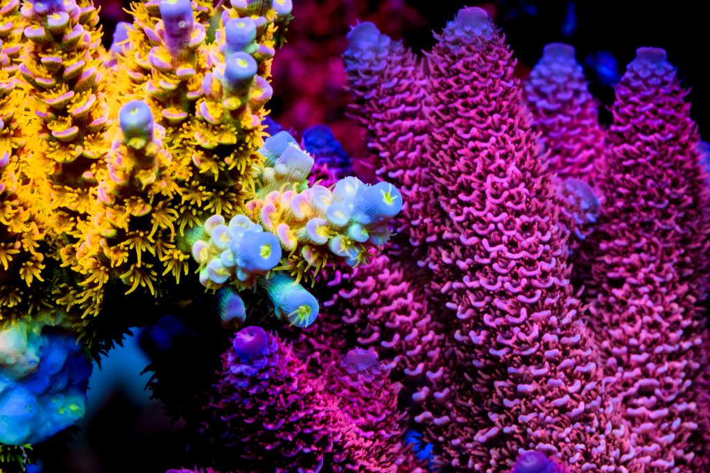 Modern Reef