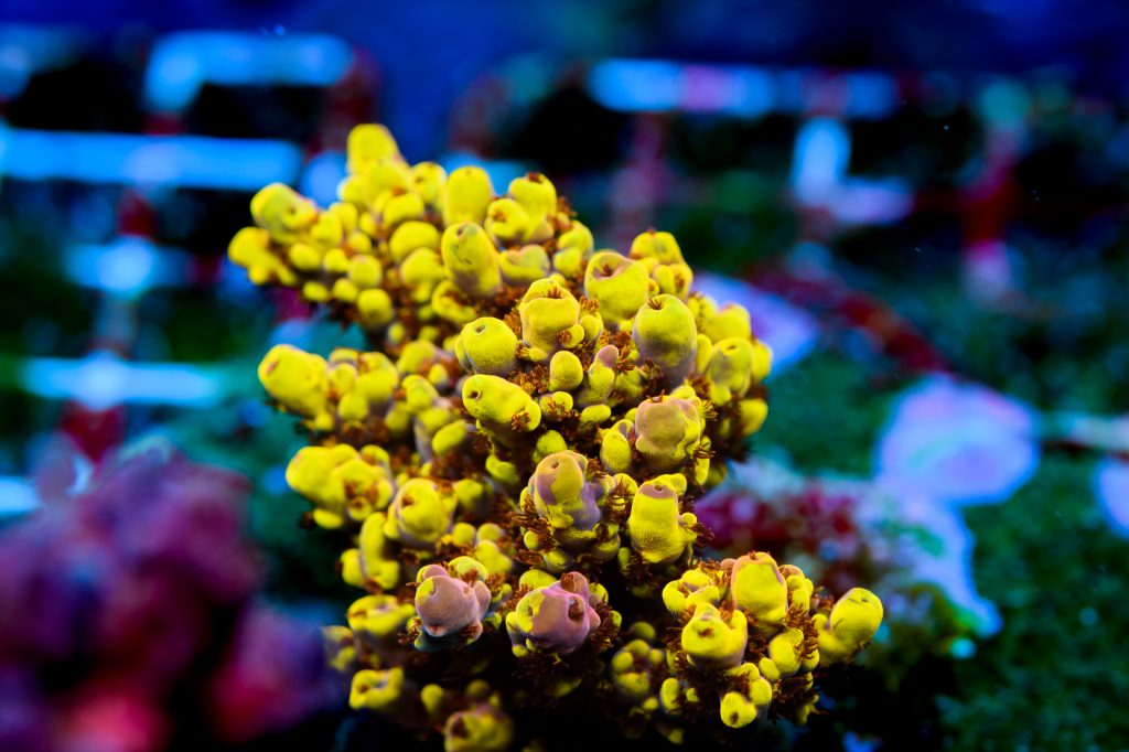 Modern Reef