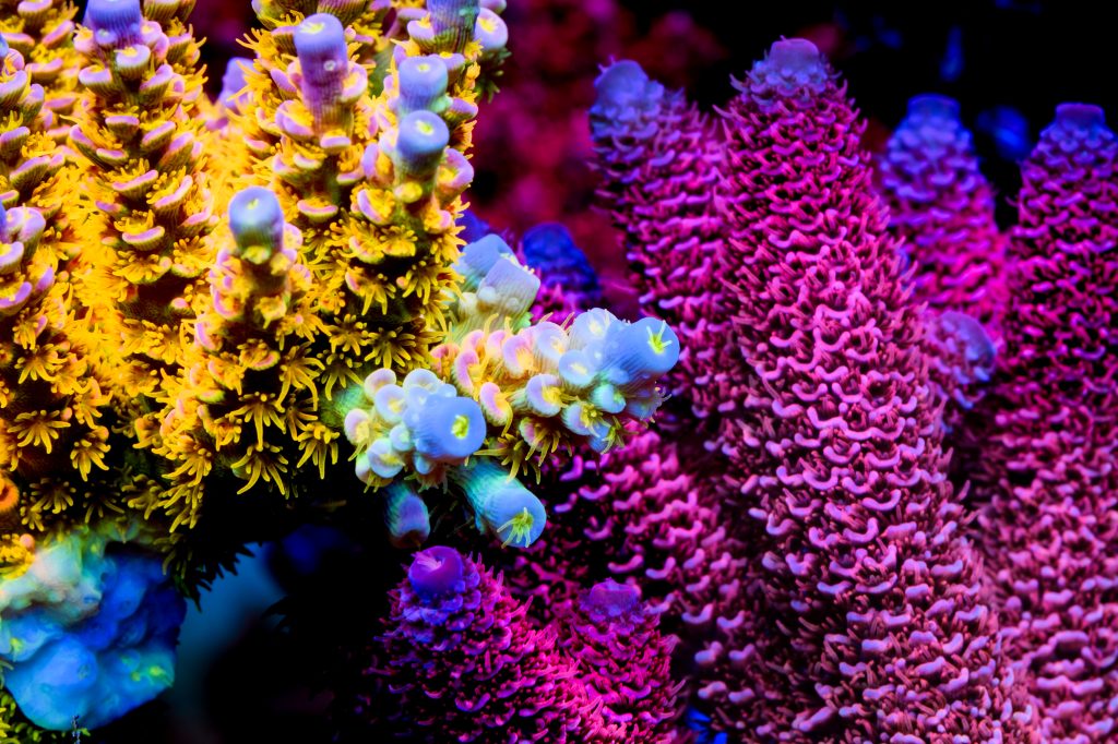 Modern Reef