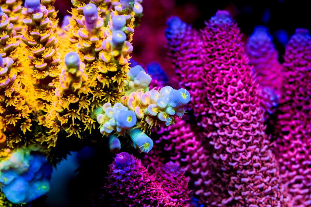 Modern Reef